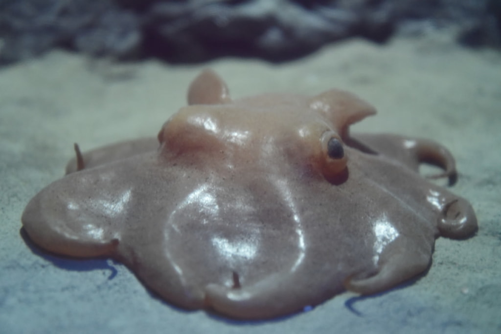 ガルパン聖地　アクアワールド茨城県大洗水族館