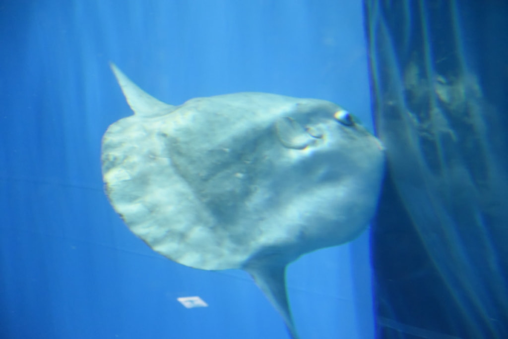 ガルパン聖地　アクアワールド茨城県大洗水族館