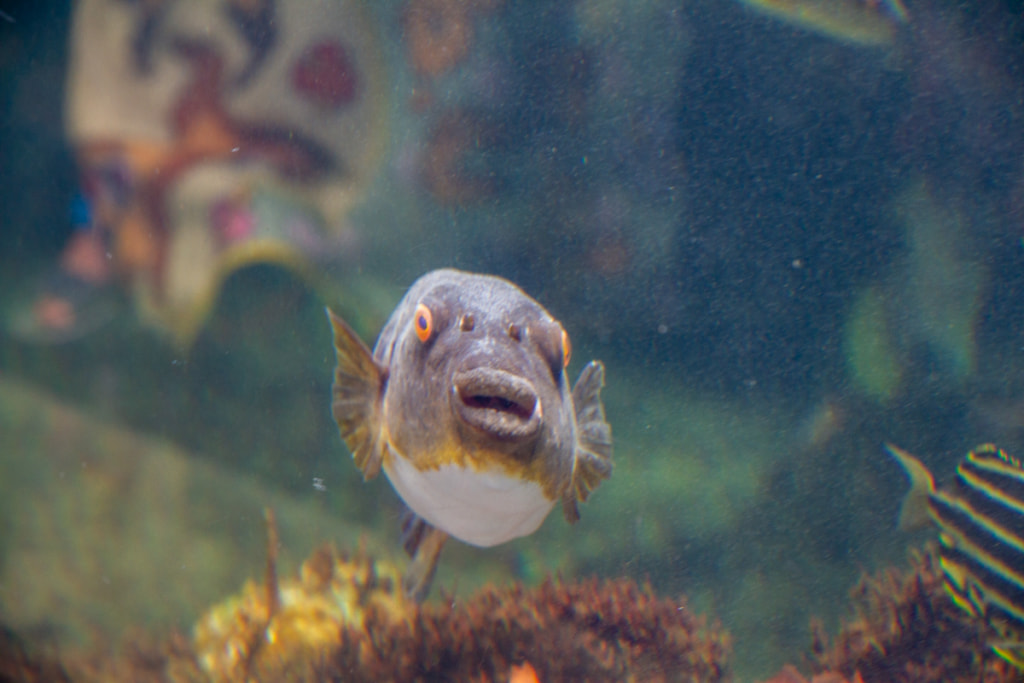 ガルパン聖地　アクアワールド茨城県大洗水族館