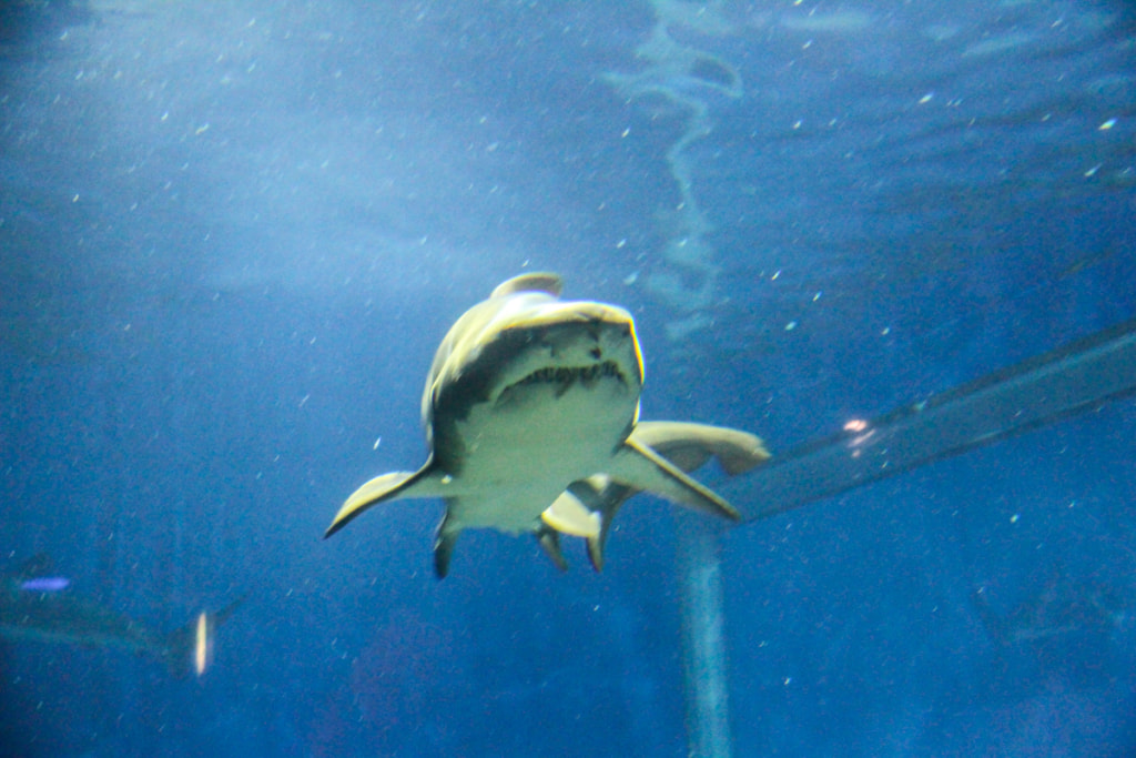 ガルパン聖地　アクアワールド茨城県大洗水族館