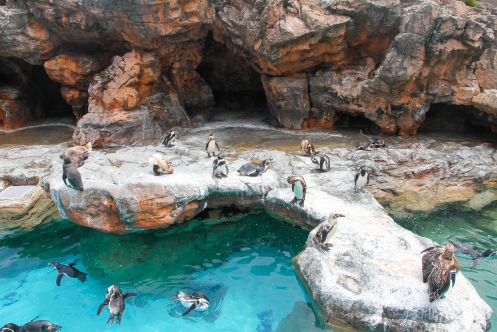 ガルパン聖地　アクアワールド茨城県大洗水族館